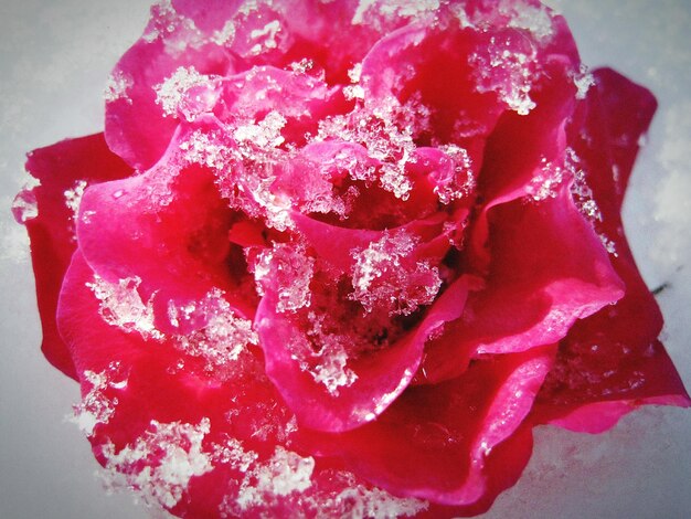 Foto makro-schuss von frostbedeckter roter rose