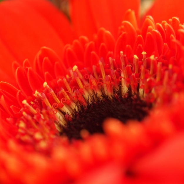 Makro-Schuss von rosa Blüte