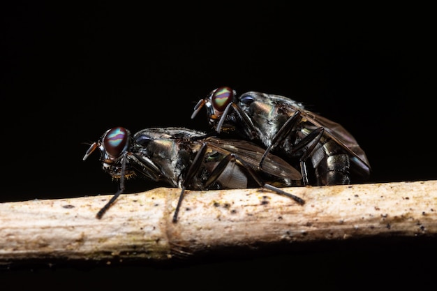 Makro schwarze Fruchtfliege