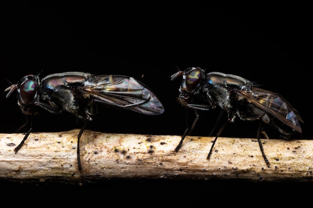 Makro schwarze Fruchtfliege