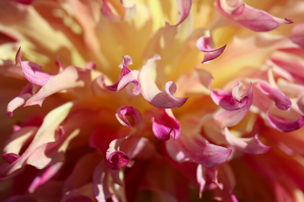 Makro-Shooting von orangerosa Dahlienblüten mit Selectiv