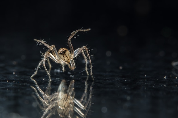 Makro Spinne auf schwarzem Spiegel