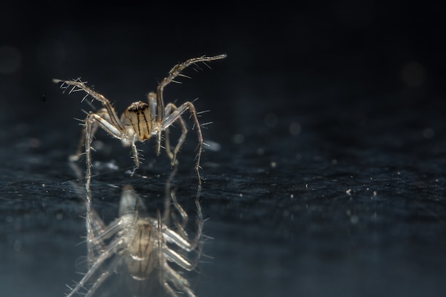 Makro Spinne auf schwarzem Spiegel