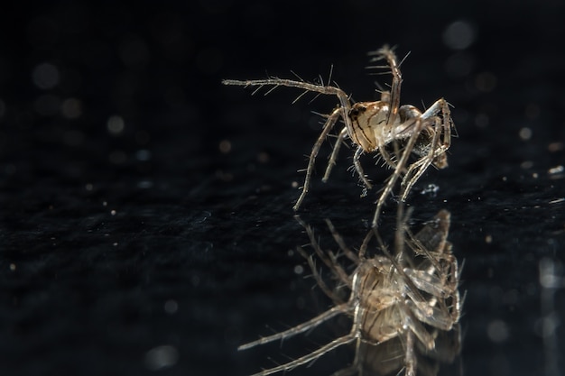 Makro Spinne auf schwarzem Spiegel