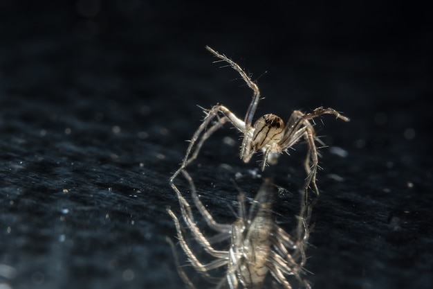 Makro Spinne auf schwarzem Spiegel