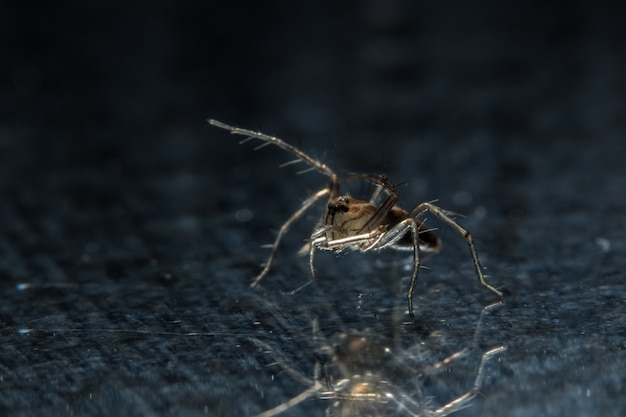 Makro Spinne auf schwarzem Spiegel