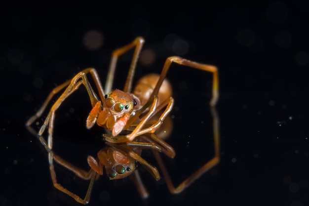 Makro Spinne auf Spiegel