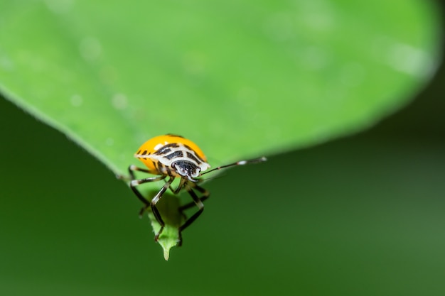 Makro Stink Bug auf Blatt