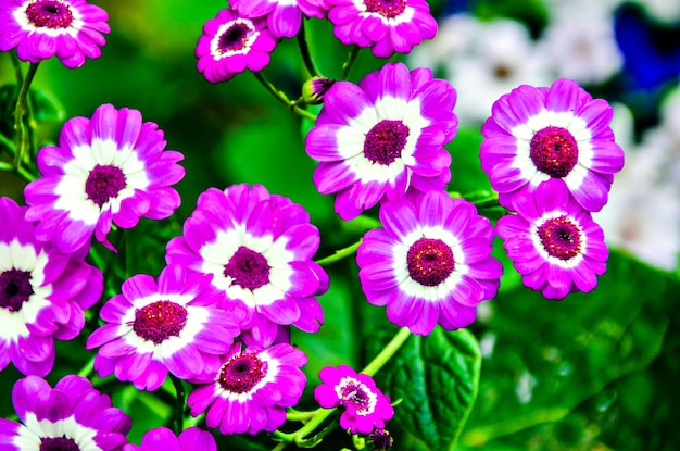 Makro und bunt von offenen blumen im frühling im garten.