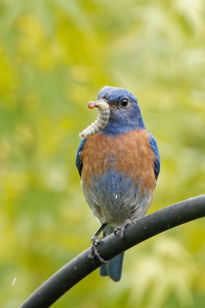 makro vogel hintergrund feder im freien mahlzeit