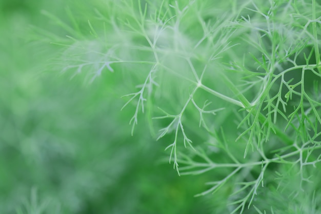 Makro von Baum-Blättern für Naturhintergrund