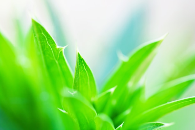 Makro von Baum verlässt für Naturhintergrund