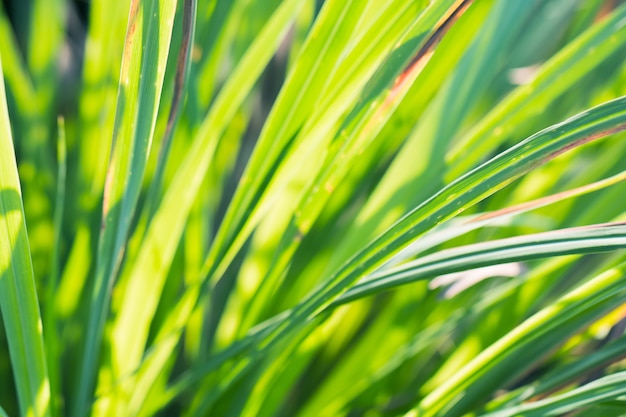 Makro von Baum verlässt für Naturhintergrund