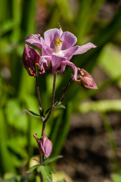 Makro von blühenden Blumen