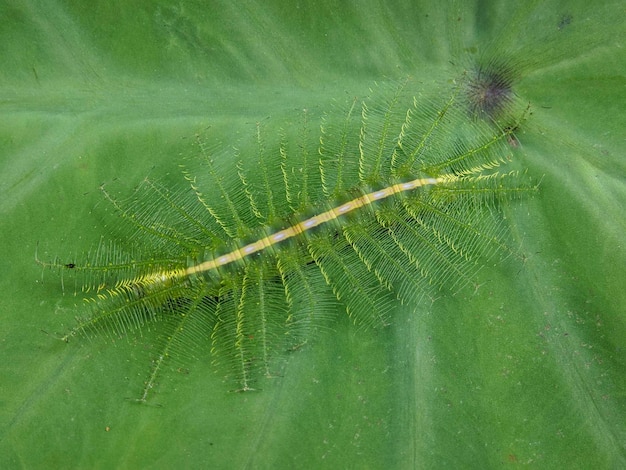 Makro von Euthalia aconthea-Insekten