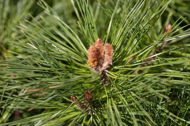 Makro von grünen Kiefernnadeln natürlicher grüner Nadelhintergrund