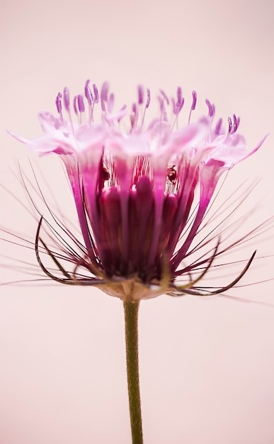 Makro von Insekten einer dornigen rosa Blume innerhalb der Blume