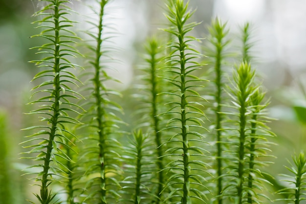 Makro von jungen Sprösslingen im Wald