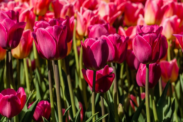 Makro von rosa Tulpen auf einem Hintergrund von grünem Gras