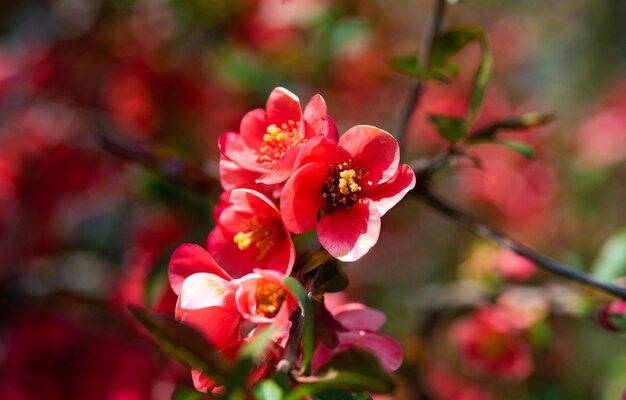 Makro von roten Blumen des blühenden Sakura-Baums im Frühjahr