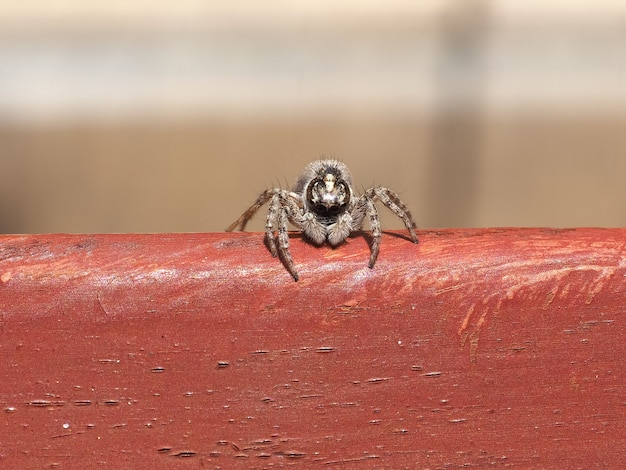 Makro-Vorderansicht der Spinne (Spinnentier)