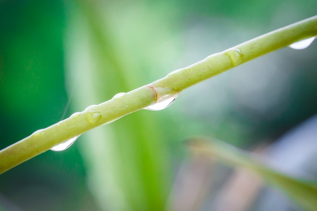 Makro Wassertropfen auf grünem Bambus