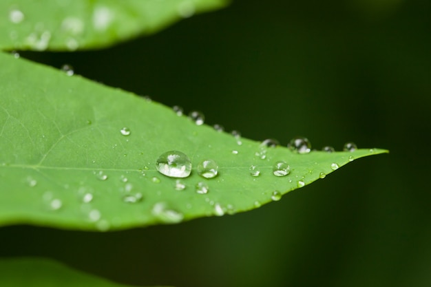 Makro Wassertropfen