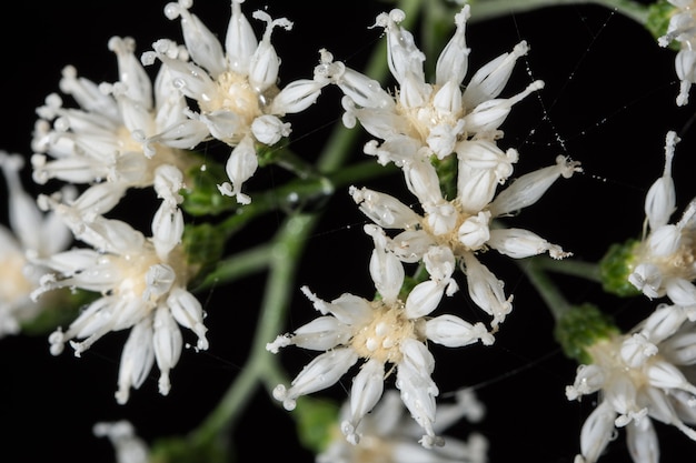 Makro weiße Blumen