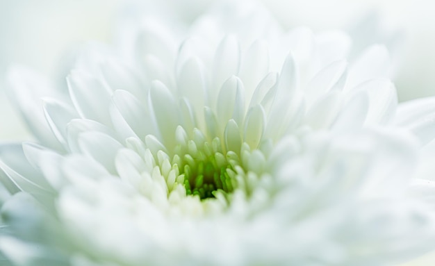 Makro weißer Blumenhintergrund, schöner weißer Blumenhintergrund, weiße Blumenblätter der Nahaufnahme