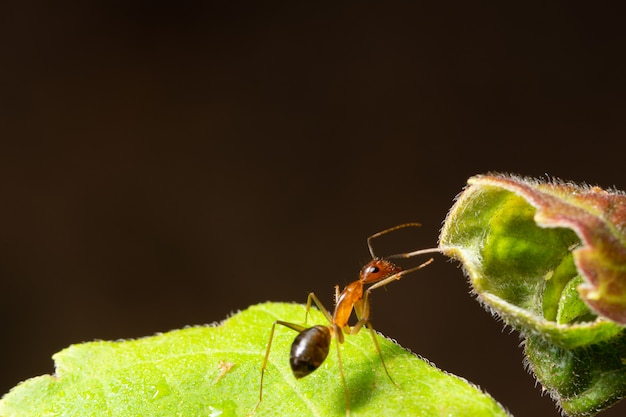 Makroameise auf einem Blatt