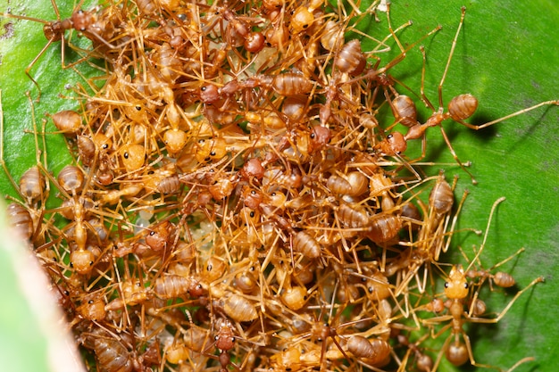 Makroameisenkolonie in der Natur.