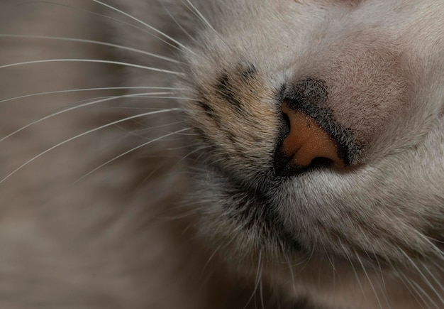 Foto makroansicht der nase einer katze