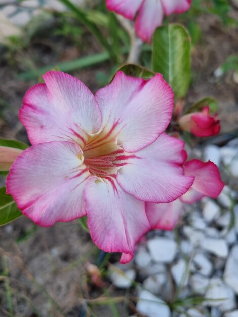 Foto makroansicht der wüstenrose