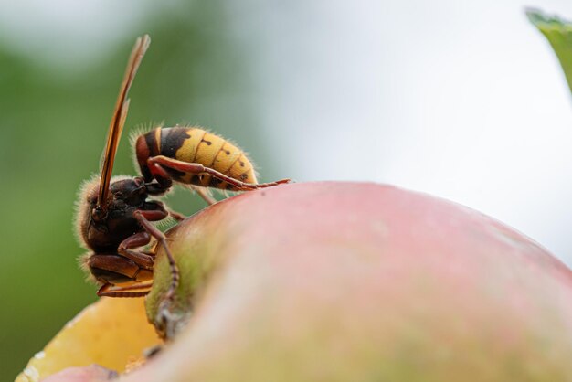 Makroansicht einer Hornisse auf einem Apfel