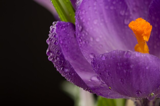 Makroansicht einer schönen Krokusblume