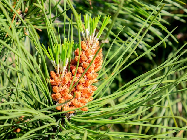 Makroansicht männlicher Zapfen, die um das Ende des Zweigs auf einer Kiefer Pinus gruppiert sind