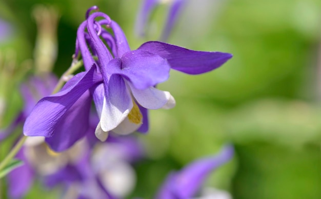 Makroansicht über die schöne lila Akelei, die in einem Garten blüht