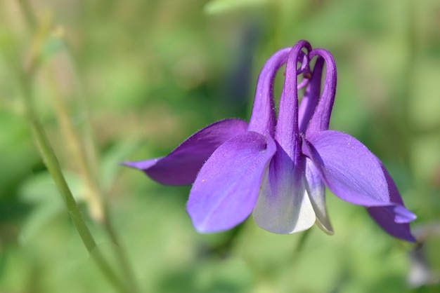 Makroansicht über die schöne lila Akelei, die in einem Garten blüht