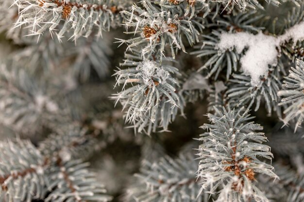 Makroansicht von Ästen mit Nadelfrost darauf