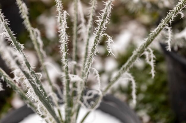 Makroansicht von Ästen mit Nadelfrost darauf