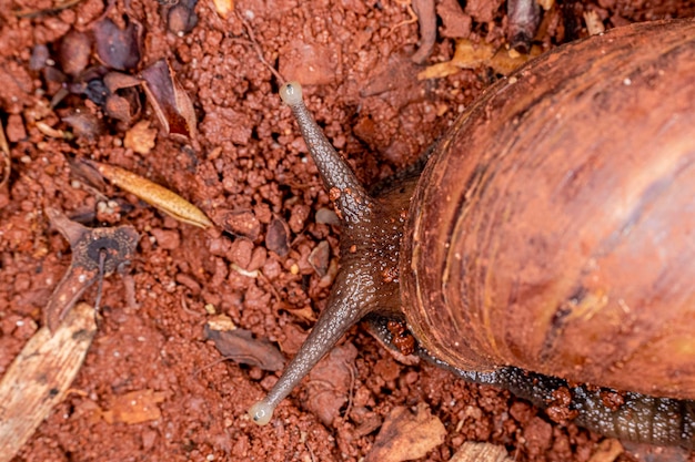 Makroaufnahme der Augen einer afrikanischen Muschel (Achatina fulica). Weichtier.