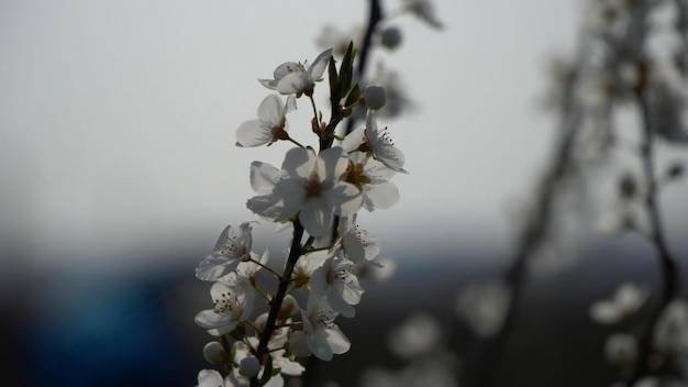 Makroaufnahme der Kirschblüte im Frühling mit geringer Schärfentiefe