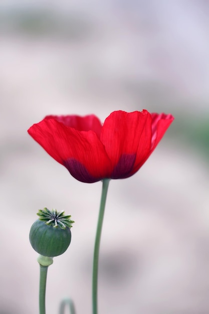 Makroaufnahme der Mohnblume