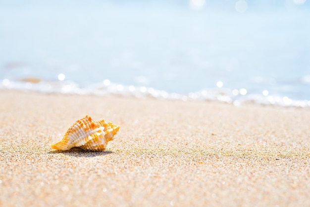 Makroaufnahme der schönen Muschel am Sandstrand auf See. Kann als Sommerurlaubshintergrund verwendet werden