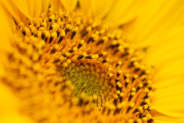 Makroaufnahme einer blühenden Sonnenblume Selektiver Fokus