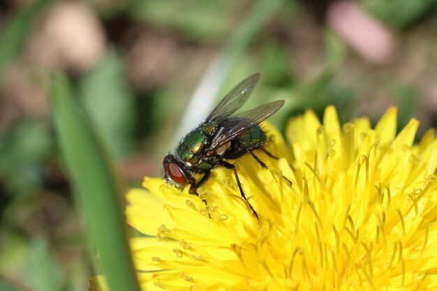 Foto makroaufnahme einer fliege auf einem löwenzahn