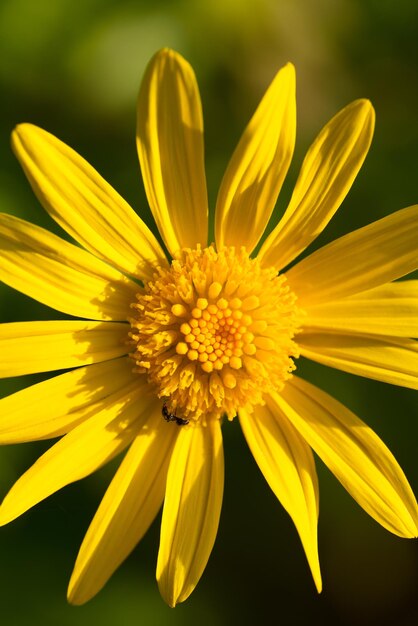 Makroaufnahme einer gelben Euryops-Blume