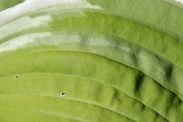 Makroaufnahme einer grünen Blatthostablume im Sonnenlicht