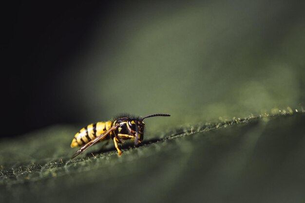 Makroaufnahme einer kleinen gelben Wespe auf einer dunklen Oberfläche