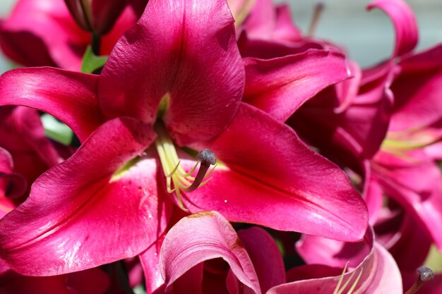 Makroaufnahme einer leuchtend rosa Lilie Stempel Staubblätter Blütenblätter im Sonnenlicht